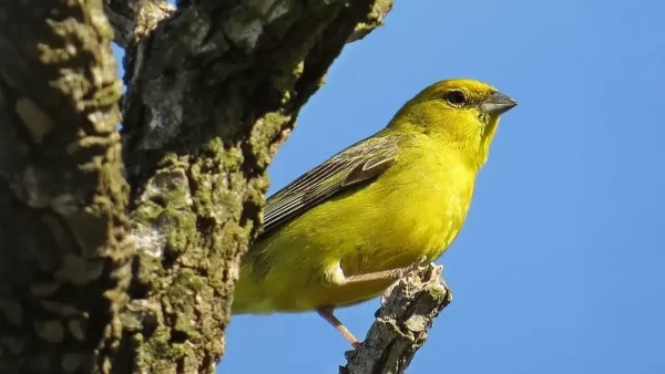 Tipos de Canários